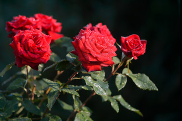 Beautiful red roses in garden. Symbol of passionate love. Flowers in garden. A holiday gift