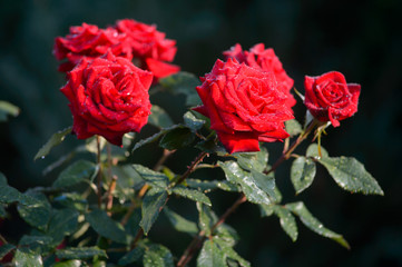 Closeup bunch red roses  with drops of rain (dew)