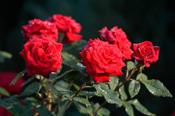 red roses with drop of water blooming in garden