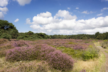 Plakat Typical Dutch landscape in the dunes with heather, walkway, blue sky and and white clouds