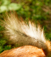 tail of a squirrel as a background