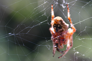 spider spins a web