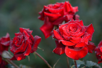 red roses growing in a garden