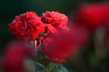 Beautiful bright roses  in the rain. The garden in the summer.