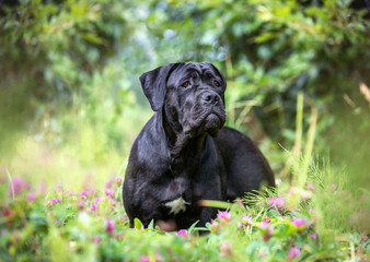 Fototapeta na wymiar Portrait of a cane corso dog outdoors.
