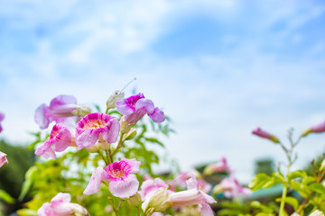 Pink flower with a bright blue sky.