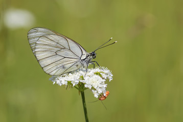 Black-veined White butterfly - Aporia crataegi, beautiful white butterfly from European meadows and grasslands, Eastern Rodope Mountains, Bulgaria.