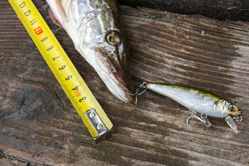 Freshwater pike fish and tape-measure on wooden background..