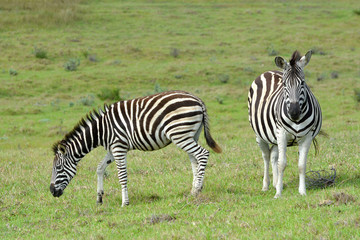 Fototapeta na wymiar A pregnant Zebra standing with grazing foal in the wild in South Africa.