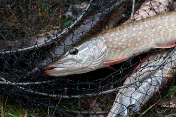 Close up view of freshwater pike fish lies on landing net with fishery catch in it..