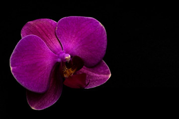 Close-up of beautiful pink blooming orchid isolated on black dark background
