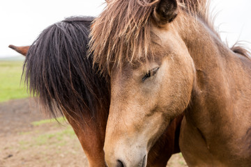 Two Icelandic horses. Close-up of the heads