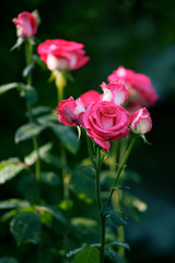 Pink roses bush blooming after the rain
