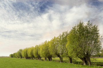 Typical Dutch landscape with green meadow, grass, a row of beautiful willows and a blue sky with clouds