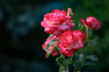 pink roses with water drops growing on the bush in the botanical garden
