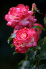 Pink roses. A bunch of pink roses. Close-up.