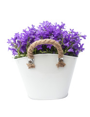 Blue bells in a pot