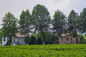 Obraz premium Rovigo, Italy - June, 13, 2018: farm in Rovigo, Italy