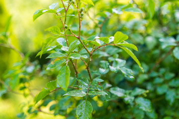 water drop on green leaf after raining