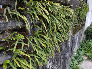 fern on wall