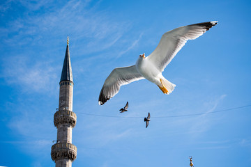 Seagull in air beside a minaret