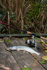 Freshwater pike with fishing bait in mouth and fishing equipment lies on wooden background..