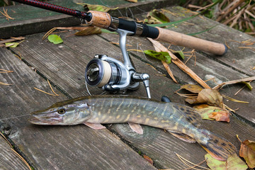 Freshwater pike and fishing equipment lies on wooden background with yellow leaves..