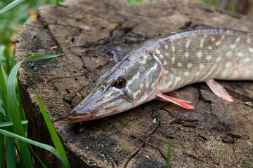 Freshwater pike fish lies on a wooden hemp..