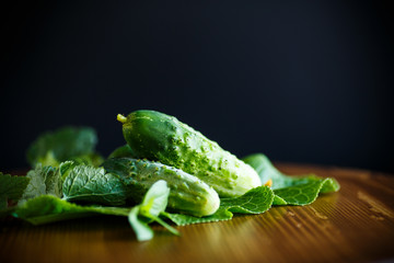 fresh green cucumbers