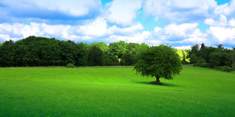 Tree on green meadow.