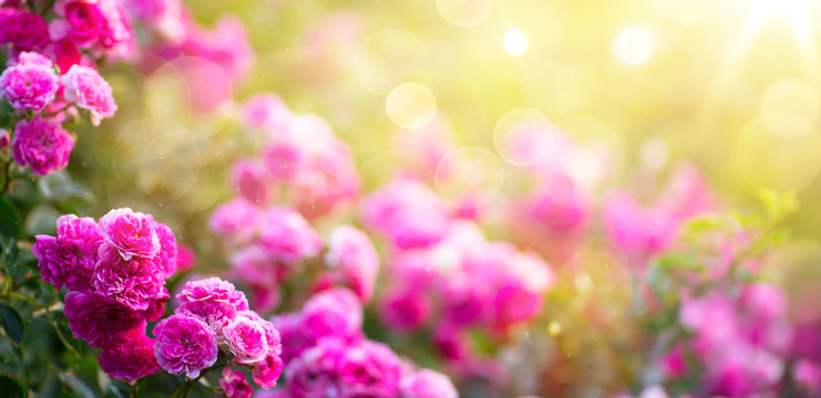 Spring Or Summer Floral Background; Pink Rose Flower Against The Sunset Sky