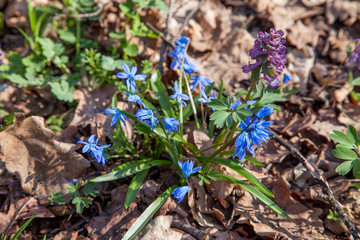 Scilla siberica (Siberian squill or wood squill) small blue flower in forest. Spring blossom in Ukrainian forest