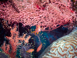 Soft coral reef