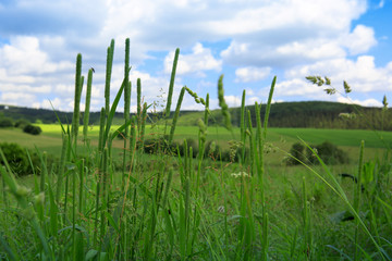 Wild grass in a summer field .