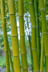 Phyllostachys aureosulcata aureocaulis bamboo
