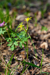 Gagea lutea, the Yellow Star-of-Bethlehem blooming in the spring forest. .
