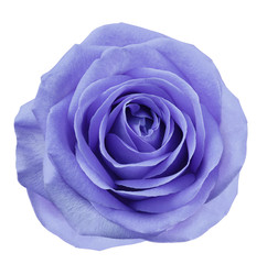 Fototapeta na wymiar Purple flower rose on white isolated background with clipping path. no shadows. Closeup. For design. Nature.