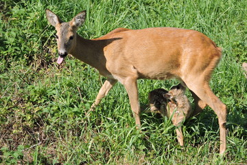 A roe deer feeding its fawn  - obrazy, fototapety, plakaty