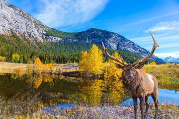 Pond in the Rockies of Canada