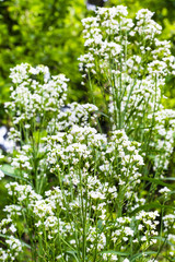 white flowers of horseradish plant in garden