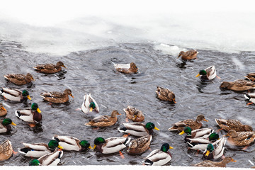 Fototapeta premium many ducks swimming in ice hole of frozen lake