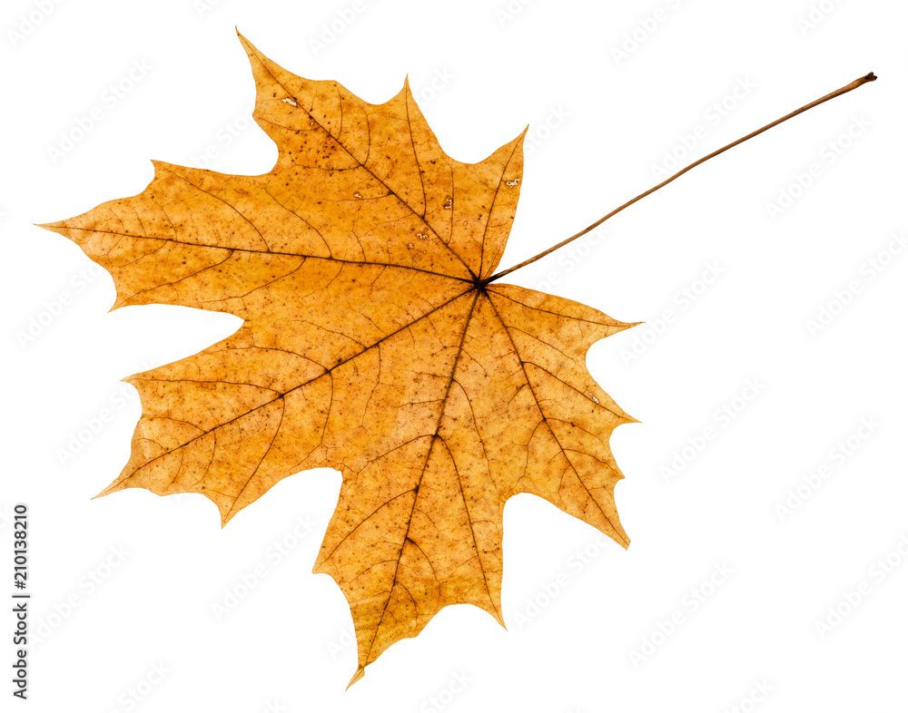 Canvas Prints back side of yellow autumn leaf of maple tree