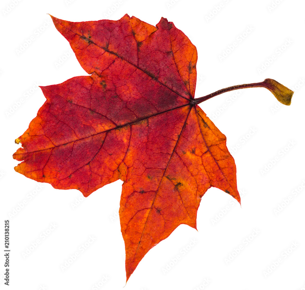 Canvas Prints red autumn leaf of maple tree isolated
