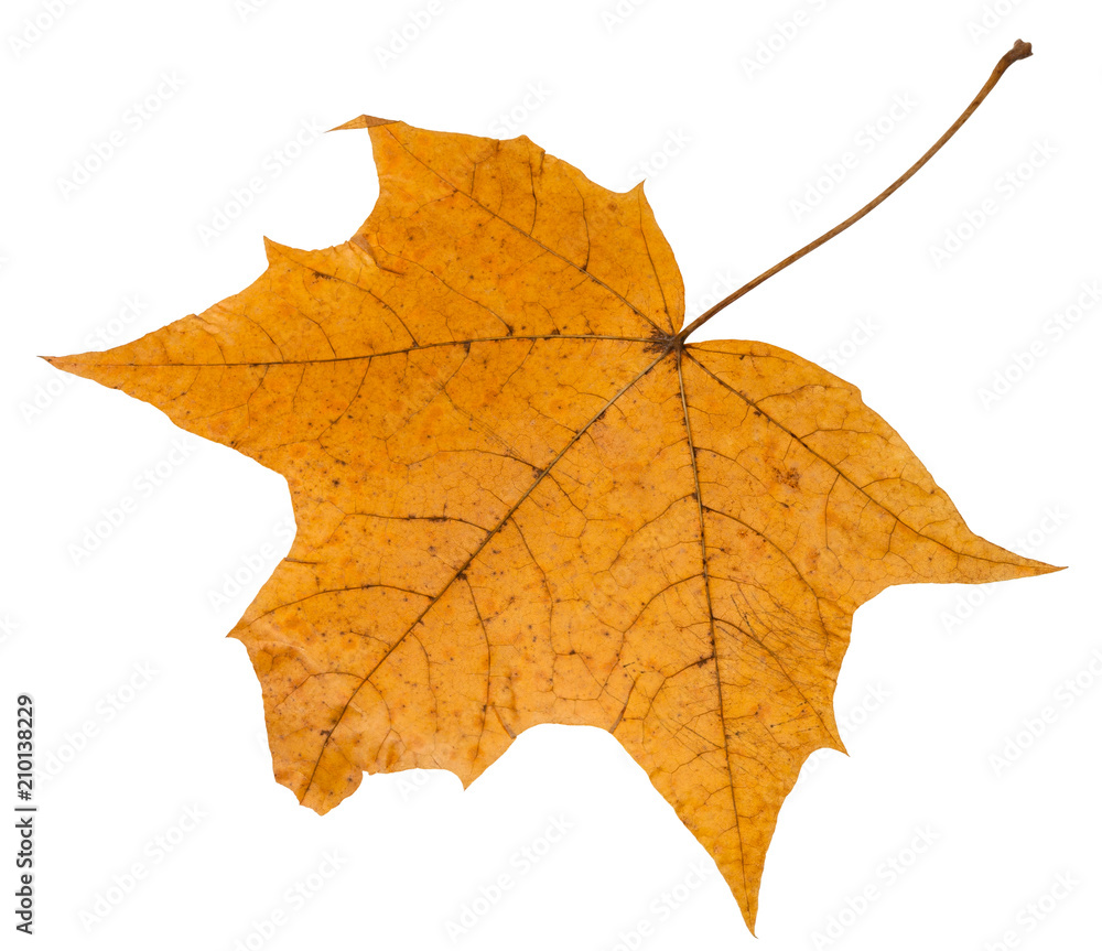 Canvas Prints back side of autumn leaf of maple tree isolated