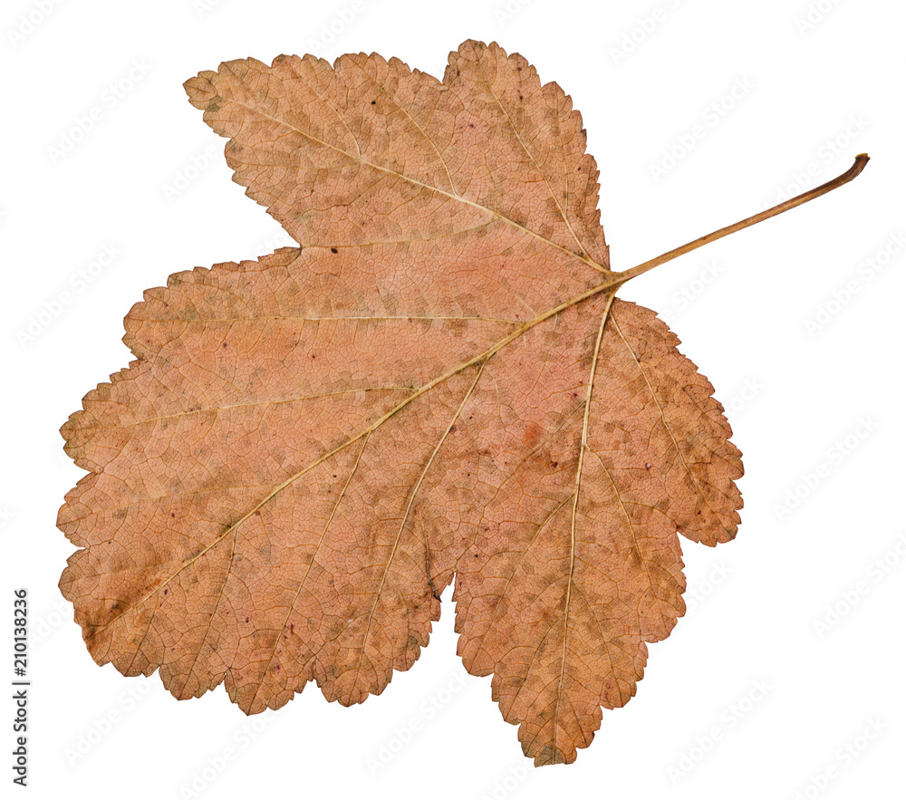 Canvas Prints back side of dried leaf of viburnum tree isolated