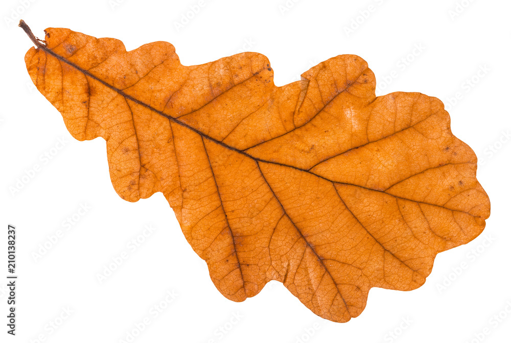 Canvas Prints back side of autumn leaf of oak tree isolated