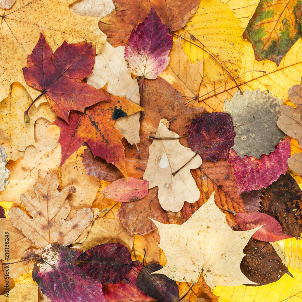 Canvas Prints autumn background from various varicolored leaves