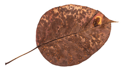 back side of old autumn pied leaf of pear tree