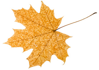 fallen autumn leaf of acer tree isolated