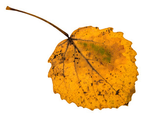 back side of autumn yellow fallen leaf of aspen